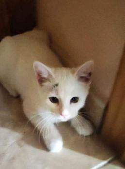 Copito Bild von Copito
