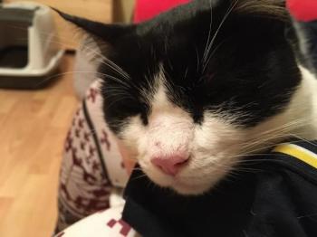 Ashira Bild von Ashira