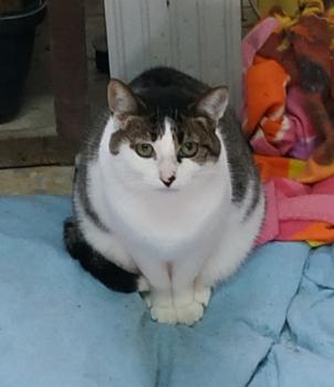 Tabby Bild von Tabby