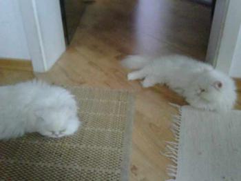 Rocky Bild von Rocky