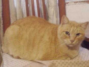 Sumo Bild von Sumo