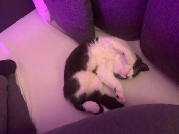 Lua Bild von Lua
