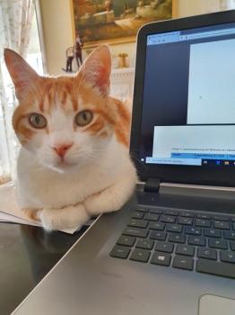 Rafael Bild von Rafael