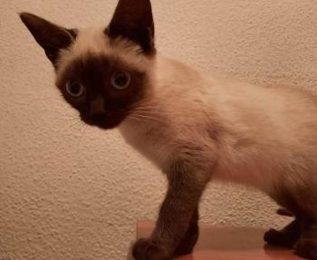 Pimienta Bild von Pimienta