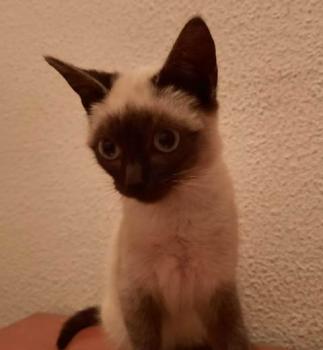 Pimienta Bild von Pimienta