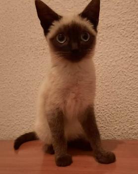 Pimienta Bild von Pimienta