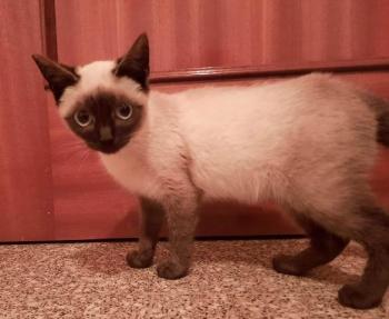 Pimienta Bild von Pimienta