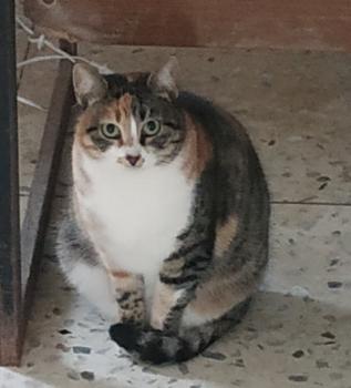 Piti Bild von Piti