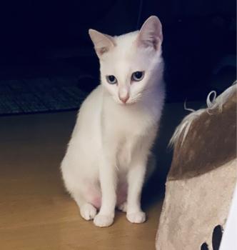 Perla Bild von Perla