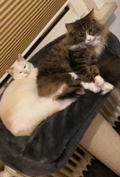 Perla Bild von Perla