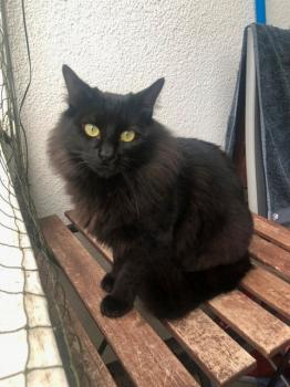 Pompon Bild von Pompon