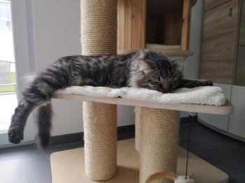 Bart Bild von Bart