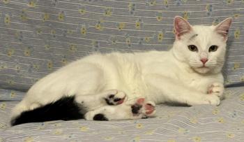 Copito Bild von Copito