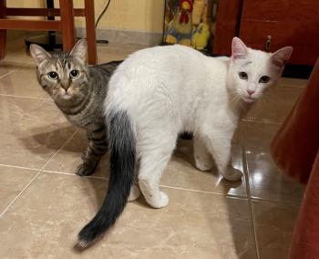 Copito Bild von Copito