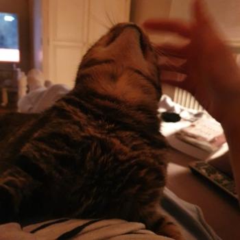 Starbuck Bild von Starbuck