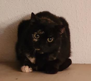Chua Bild von Chua