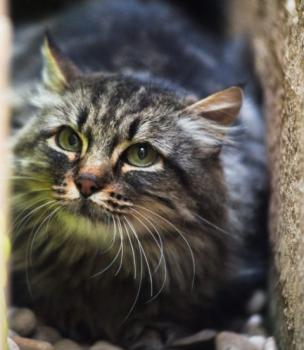Ambar Bild von Ambar