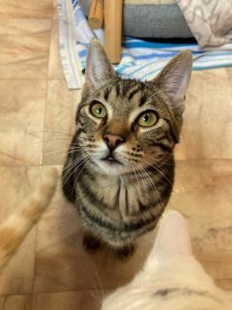 Bild von Tigre