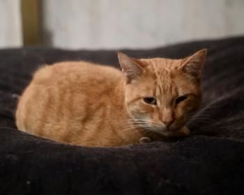 Thomas Bild von Thomas