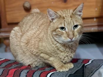 Thomas Bild von Thomas