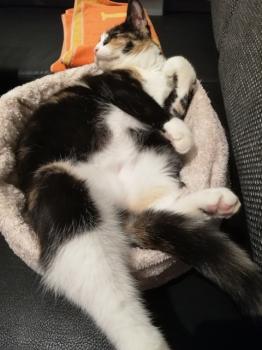 Tisha Bild von Tisha