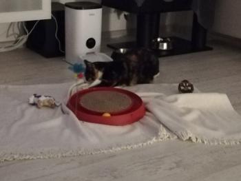 Tisha Bild von Tisha