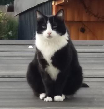 Sosa Bild von Sosa