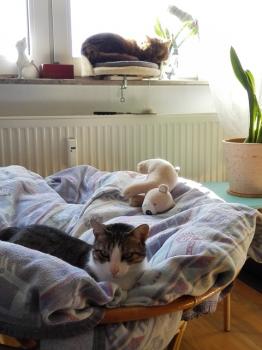 Pi Bild von Pi