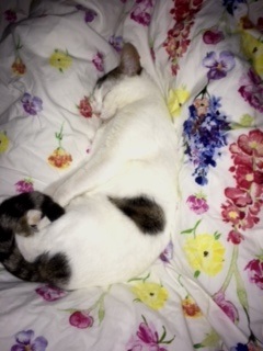 Dotty Bild von Dotty