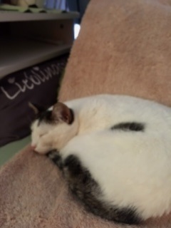 Dotty Bild von Dotty