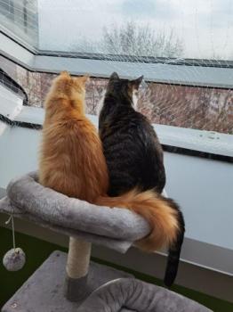 Jasper Bild von Jasper