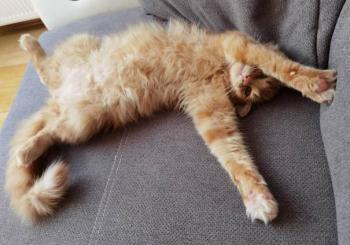 Jasper Bild von Jasper