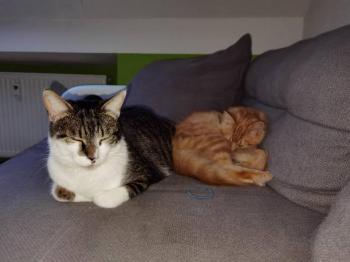 Jasper Bild von Jasper