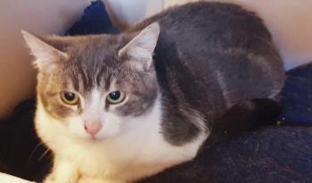 Rajah Bild von Rajah