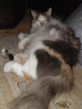 Belinda Bild von Belinda