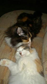 Belinda Bild von Belinda
