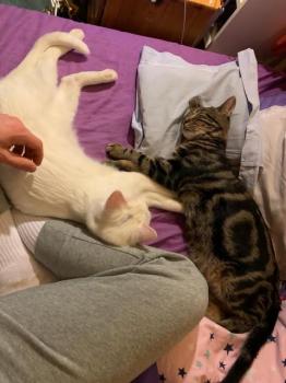 Bild von Tigre