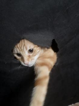 Weasly Bild von Weasly