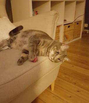 Dina Bild von Dina