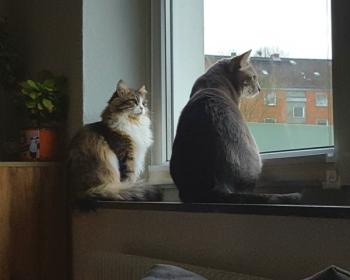 Dina Bild von Dina