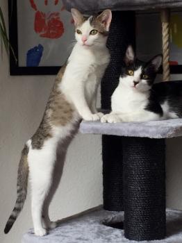 Aisha Bild von Aisha