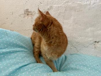Bowi Bild von Bowi