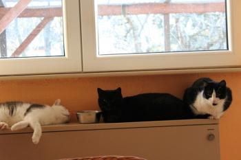 Lorda Bild von Lorda
