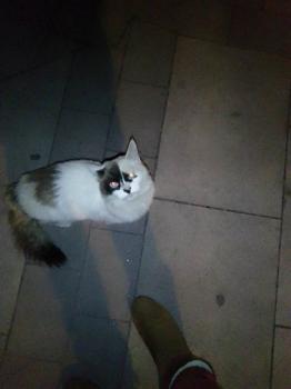 Pandi Bild von Pandi