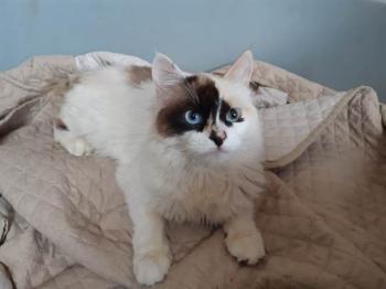 Pandi Bild von Pandi