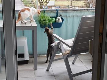 Karim Bild von Karim