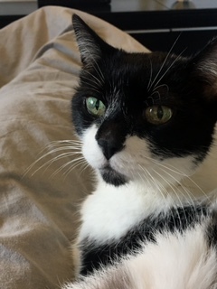 Shira Bild von Shira