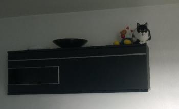 Shira Bild von Shira