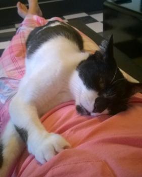 Shira Bild von Shira