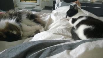 Shira Bild von Shira